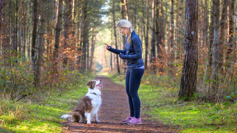 Trainingsgebiet plötzlich mit Hund – München, Allershausen, Landkreis Freising